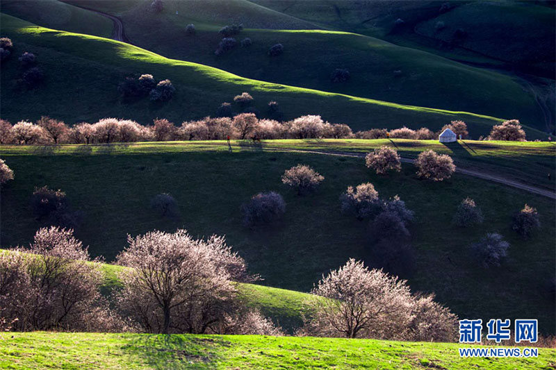 Нарат ?р?кт? сайында 2000 гектардан астам жабайы ?р?к ба?ы г?лдед?