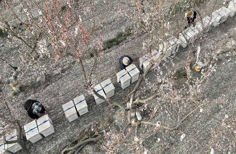 Шы?жа?ны? Байын?олын обылысында г?лдер ашылып, омарташылар байи т?ст?