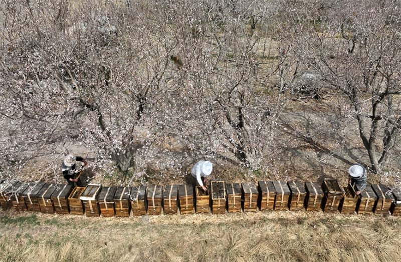 Шы?жа?ны? Байын?олын обылысында г?лдер ашылып, омарташылар байи т?ст?