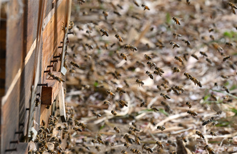 Шы?жа?ны? Байын?олын обылысында г?лдер ашылып, омарташылар байи т?ст?