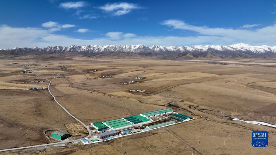 Цинхай: Экологиялы? мал шаруашылы?ы ауылды дамыту?а септ?г?н тиг?зд?