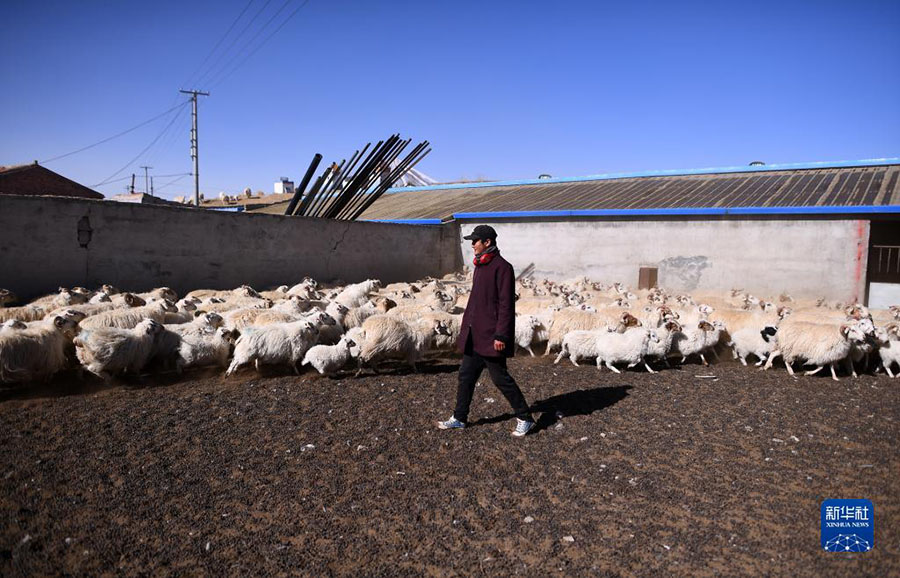 Цинхай: Экологиялы? мал шаруашылы?ы ауылды дамыту?а септ?г?н тиг?зд?