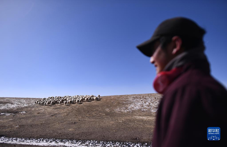 Цинхай: Экологиялы? мал шаруашылы?ы ауылды дамыту?а септ?г?н тиг?зд?