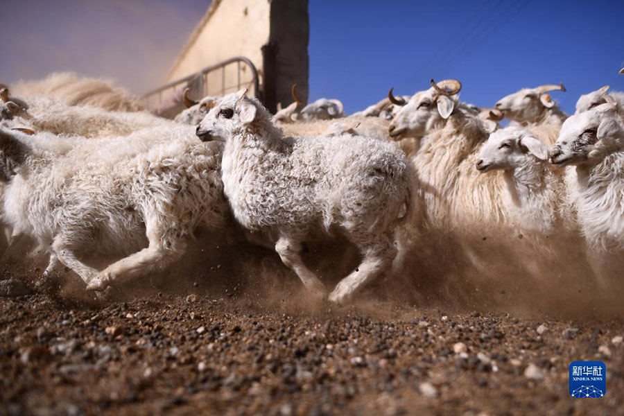 Цинхай: Экологиялы? мал шаруашылы?ы ауылды дамыту?а септ?г?н тиг?зд?