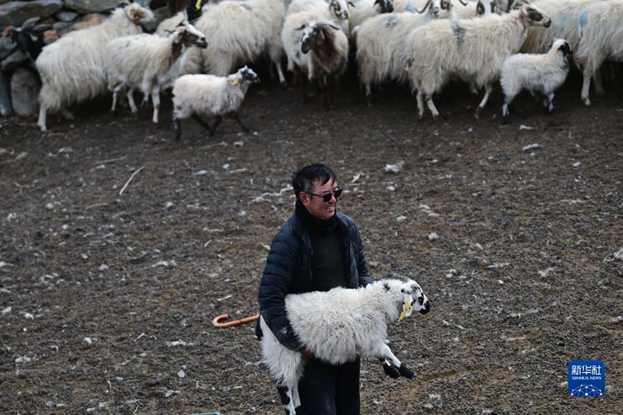 Цинхай: Экологиялы? мал шаруашылы?ы ауылды дамыту?а септ?г?н тиг?зд?