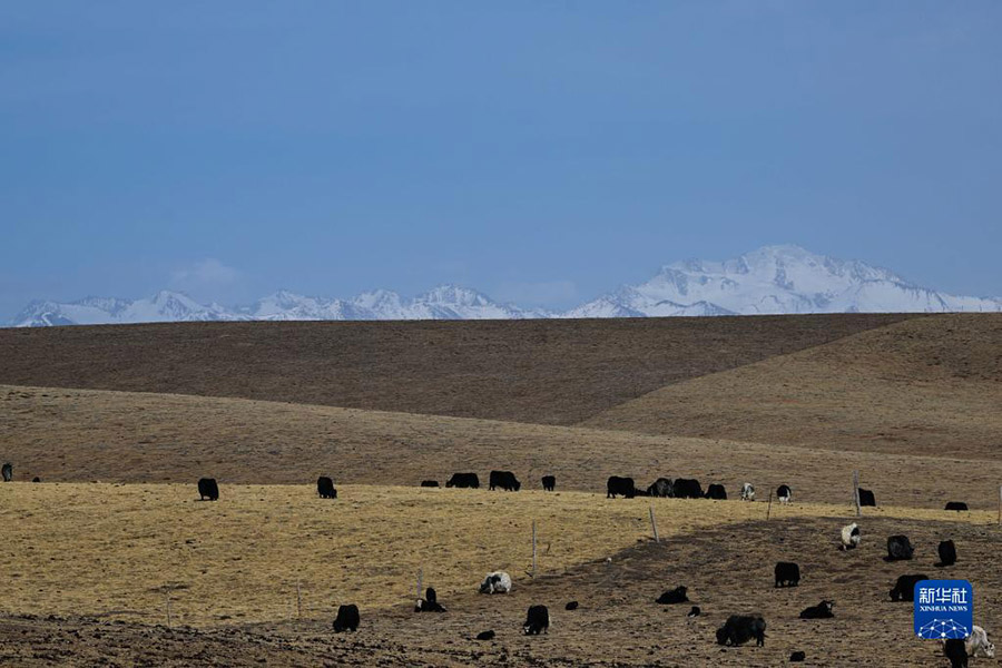 Цинхай: Экологиялы? мал шаруашылы?ы ауылды дамыту?а септ?г?н тиг?зд?