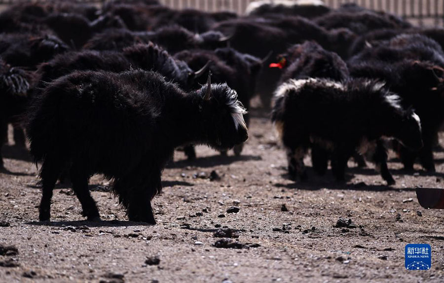 Цинхай: Экологиялы? мал шаруашылы?ы ауылды дамыту?а септ?г?н тиг?зд?