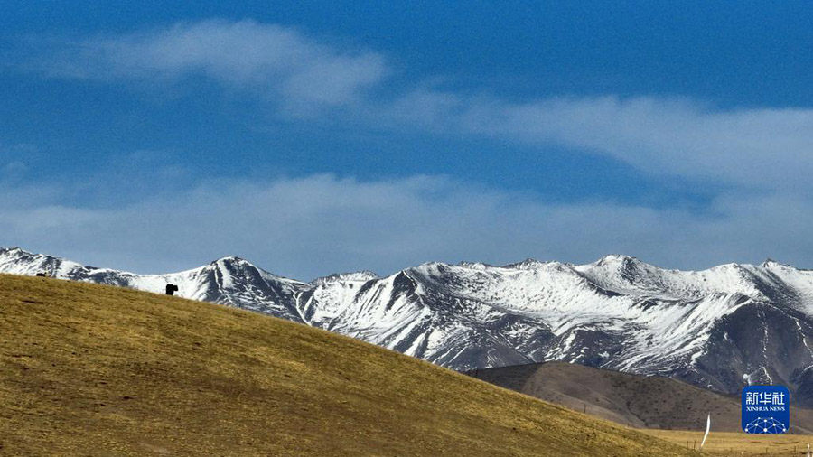 Цинхай: Экологиялы? мал шаруашылы?ы ауылды дамыту?а септ?г?н тиг?зд?