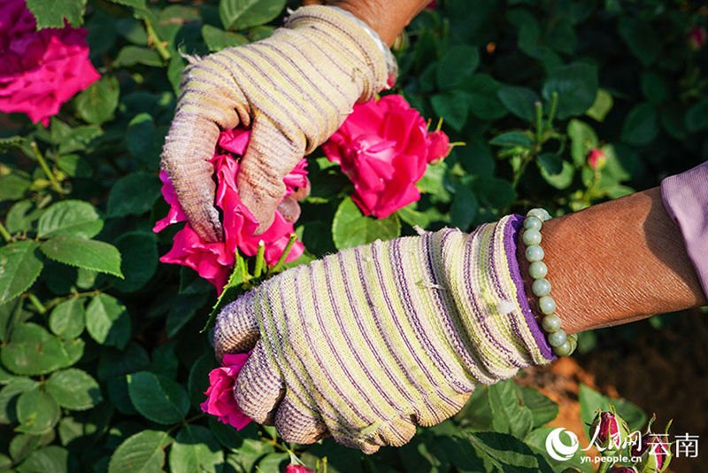 Юньнань Аньнинда раушан г?л?н жинау маусымы басталды