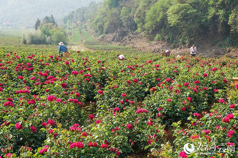 Юньнань Аньнинда раушан г?л?н жинау маусымы басталды