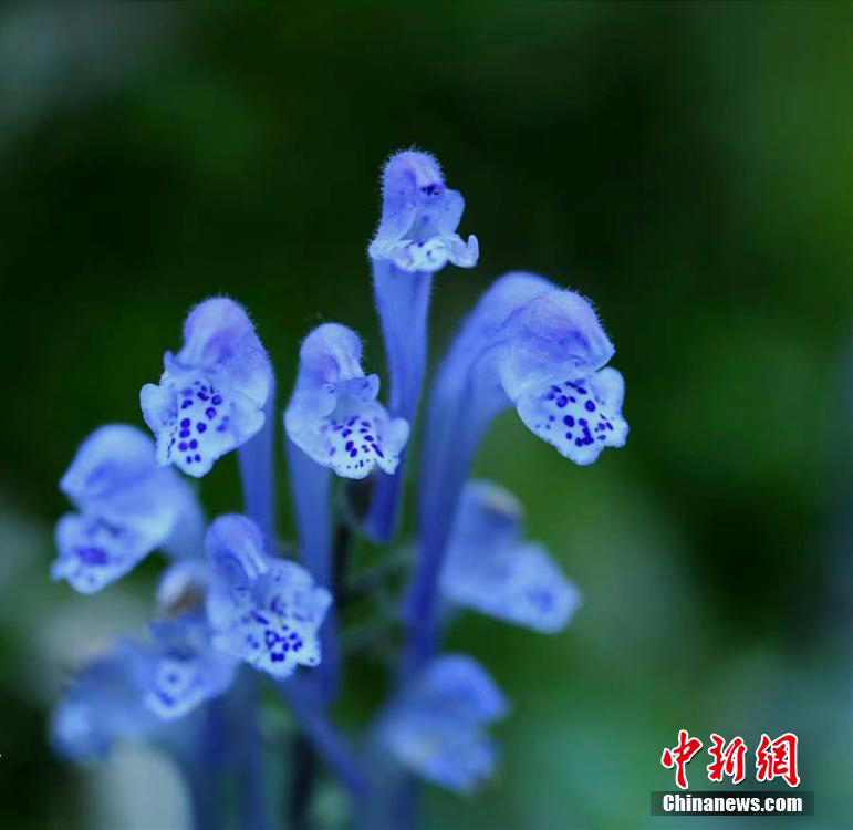 Уишань ?лтты? саяба?ында?ы жабайы г?лдер б?рш?к атты