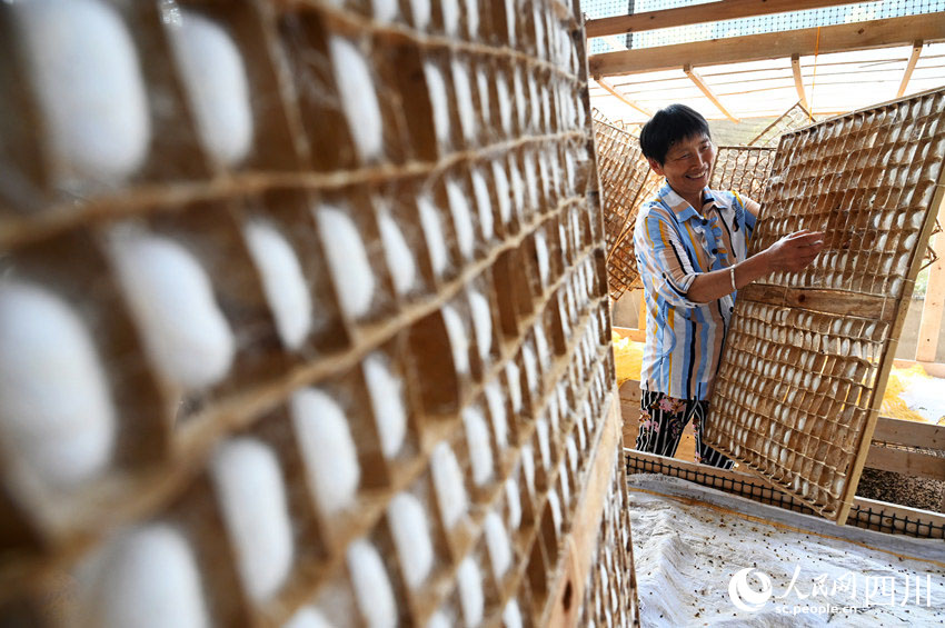 Нейцзян, Сычуань: Ж?бек ??рты ?нд?р?с? фермерлерд?? к?р?с?н арттырды