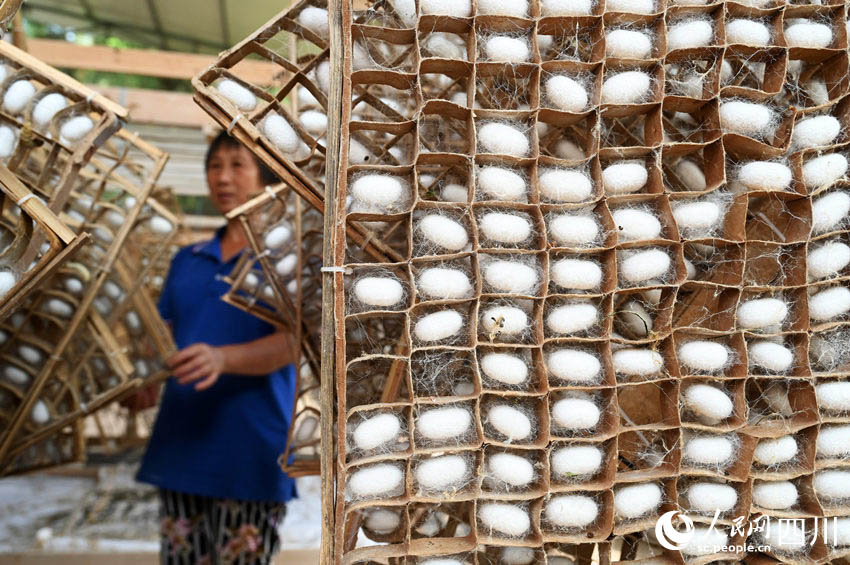 Нейцзян, Сычуань: Ж?бек ??рты ?нд?р?с? фермерлерд?? к?р?с?н арттырды