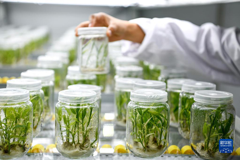 23 мамырда Гуйян ?аласы Кайян ауданында?ы Наньцзян к?к?н?с т??ымын ?с?ру орталы?ында ?ызметкерлер сары з?мб?рд?? жас к?шеттер?н?? ?су?н тексеруде