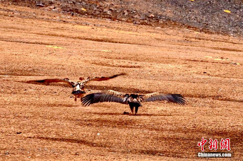 Цилянь тауыны? ?ойнауында?ы ?ара к?лде сирек кездесет?н хайуанаттар саны к?бей?п келед?