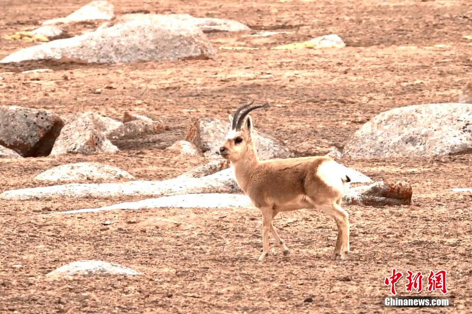 Цилянь тауыны? ?ойнауында?ы ?ара к?лде сирек кездесет?н хайуанаттар саны к?бей?п келед?