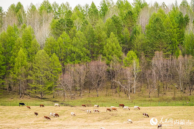 ?шк? Мо???лды? Хулуньбуир сахарасы жасыл желек жамылды