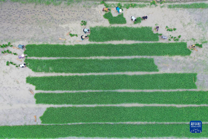 Атыз басында?ы ?арбалас дихандар