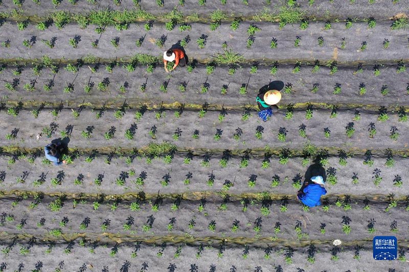 Атыз басында?ы ?арбалас дихандар