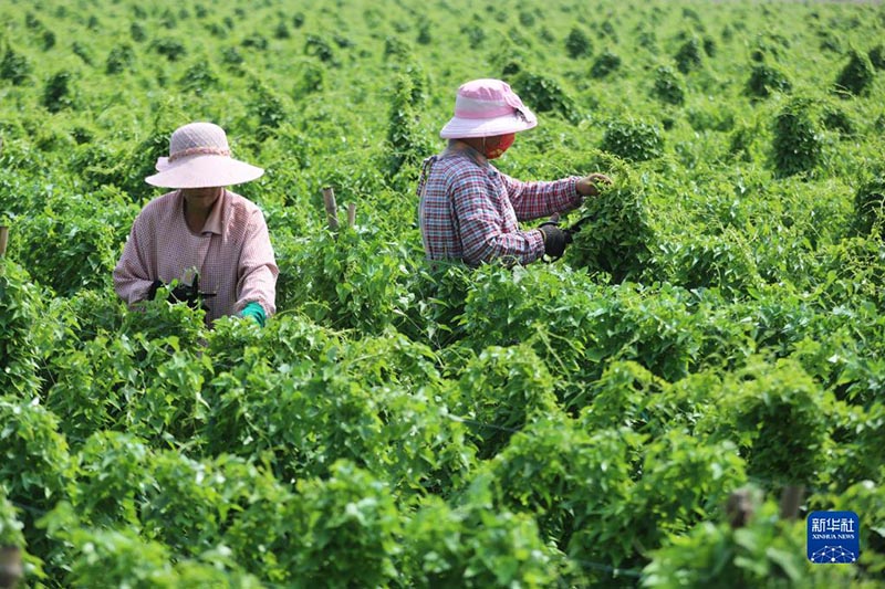 Атыз басында?ы ?арбалас дихандар