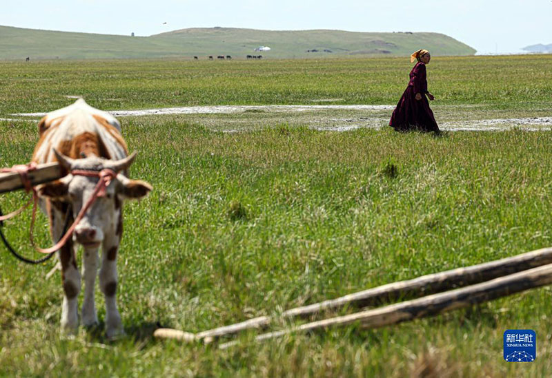 К?ркем келбетт? Хулунбуир сахарасы