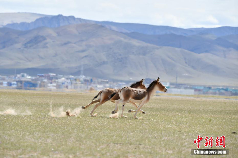 Солт?ст?к Тибетт?? тылсым таби?аты
