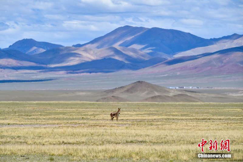 Солт?ст?к Тибетт?? тылсым таби?аты