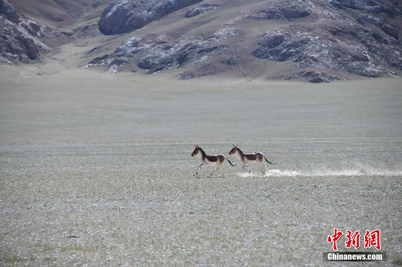 Солт?ст?к Тибетт?? тылсым таби?аты