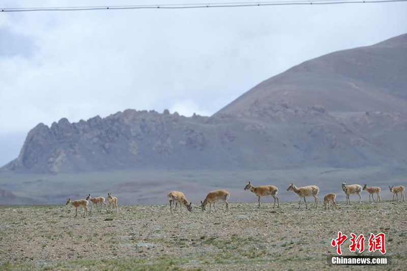 Солт?ст?к Тибетт?? тылсым таби?аты