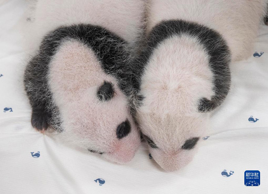 О?т?ст?к Кореяда?ы панданы? ег?з балалары б?р ай?а толды