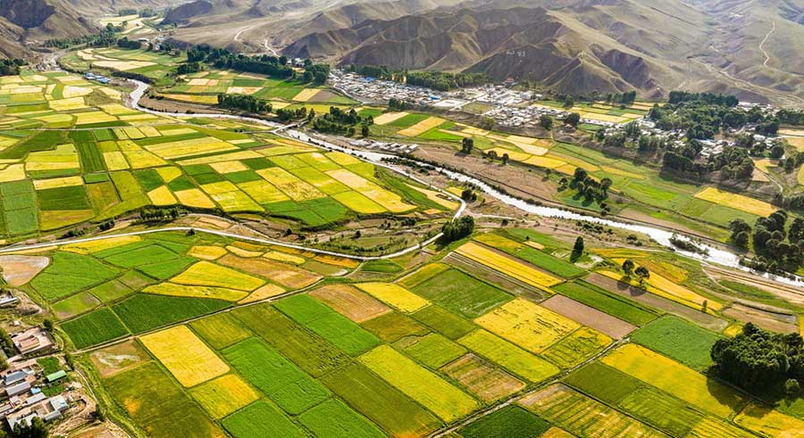 Сунань, Ганьсу: Цилиан тауыны? баурайында?ы бидай атызы