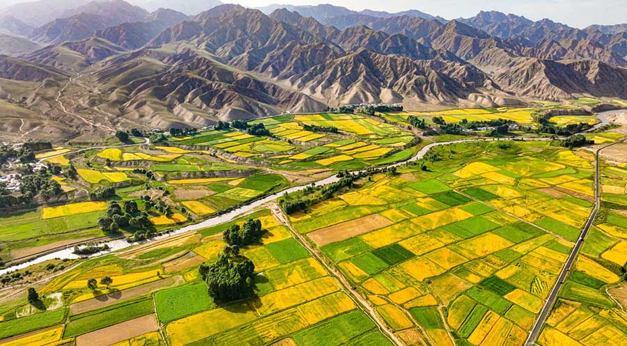 Сунань, Ганьсу: Цилиан тауыны? баурайында?ы бидай атызы