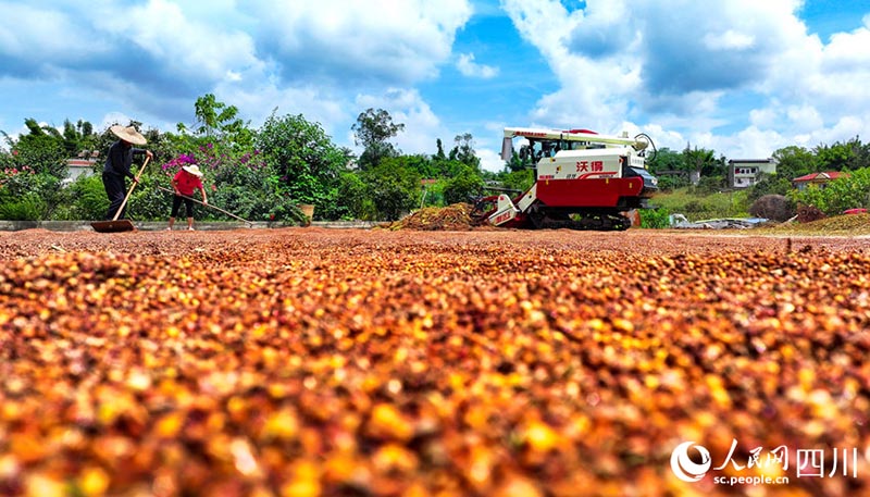 Сычуань Лучжоуда к?зг? ег?с атызы алтын т?ске боялды