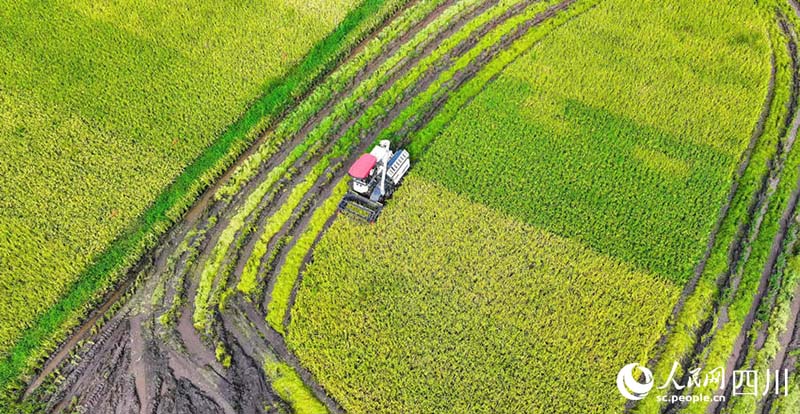 Сычуань Лучжоуда к?зг? ег?с атызы алтын т?ске боялды