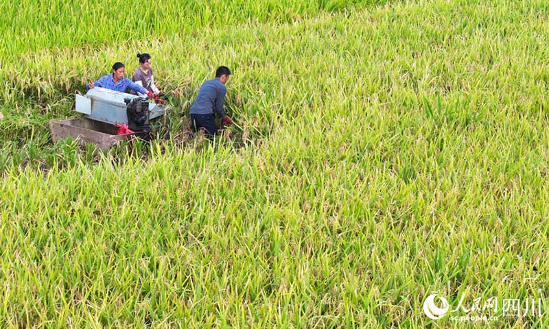 Сычуань Лучжоуда к?зг? ег?с атызы алтын т?ске боялды