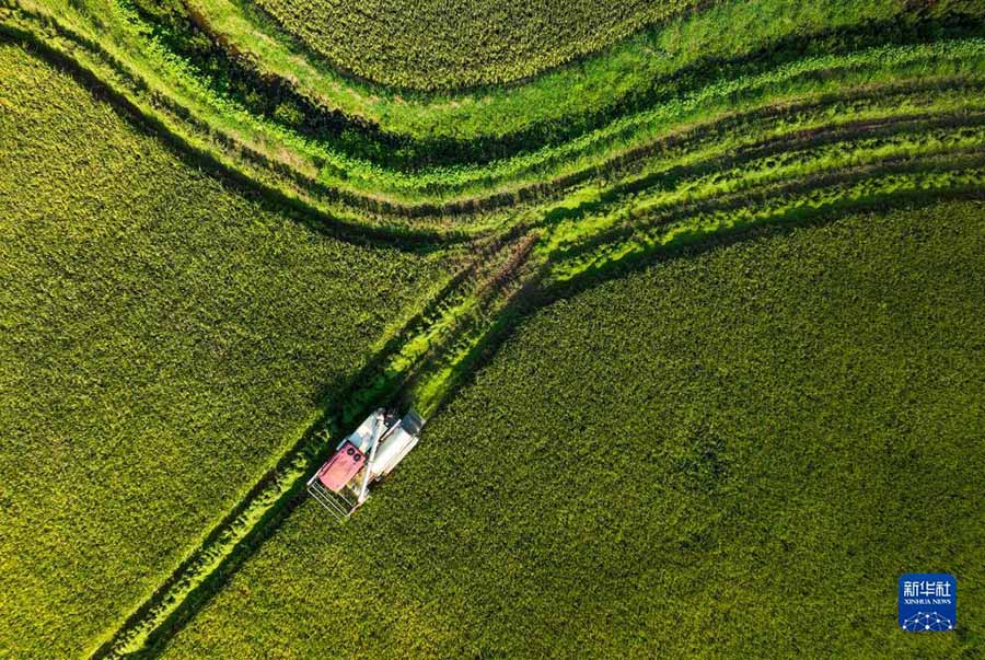 Юнчуань, Чунцин: Механикаландырыл?ан операциялар к?р?шт? жылдам жинау?а к?мектест?