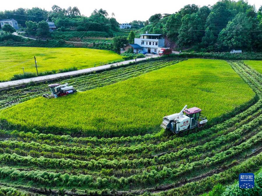 Юнчуань, Чунцин: Механикаландырыл?ан операциялар к?р?шт? жылдам жинау?а к?мектест?