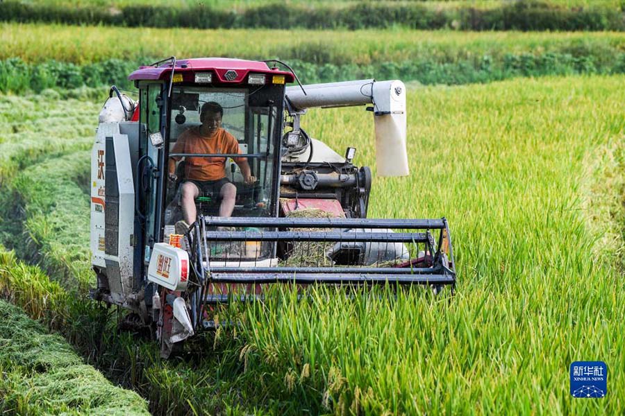 Юнчуань, Чунцин: Механикаландырыл?ан операциялар к?р?шт? жылдам жинау?а к?мектест?