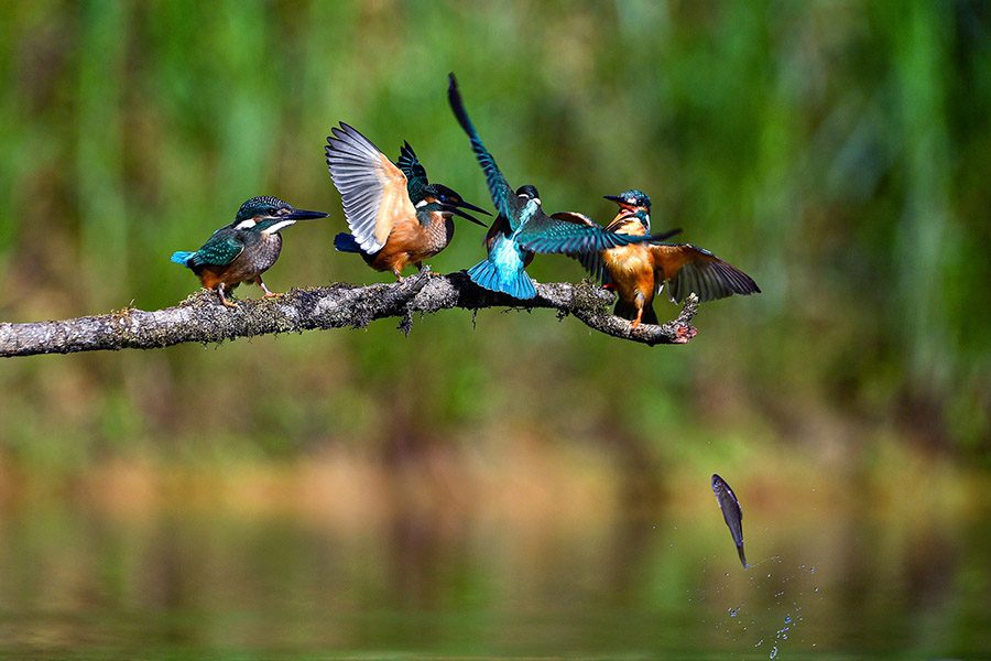 Жасыл орманда?ы жарасымды ?м?р