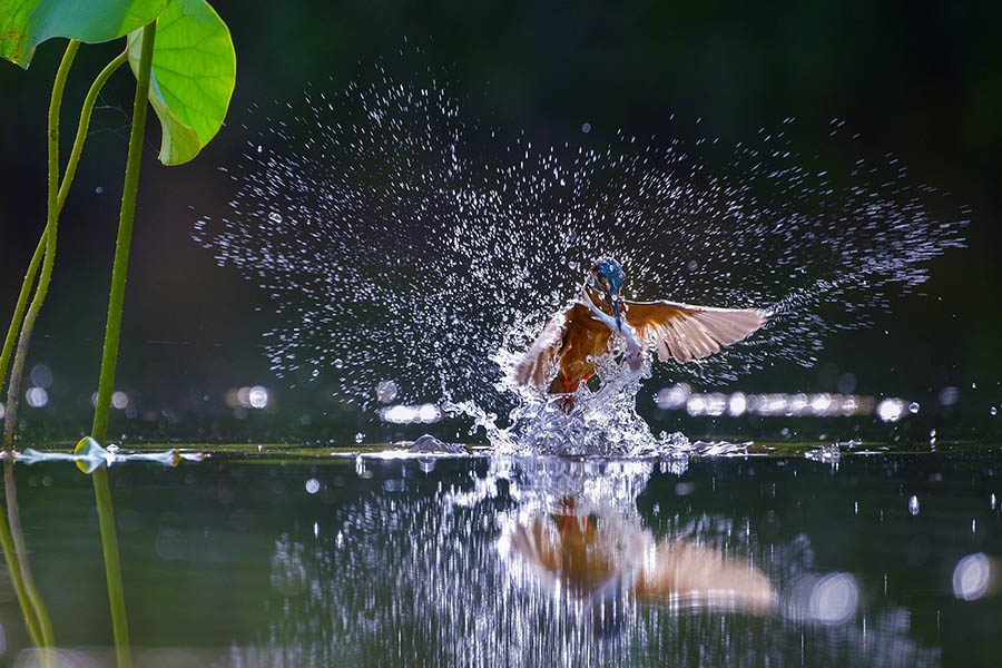 Жасыл орманда?ы жарасымды ?м?р