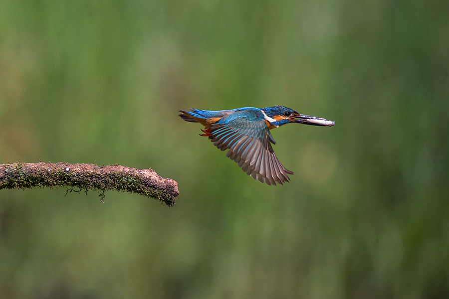 Жасыл орманда?ы жарасымды ?м?р