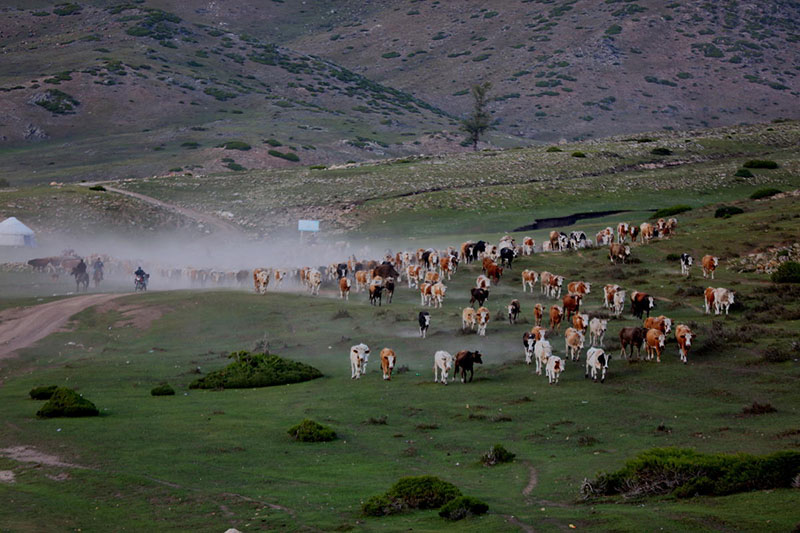 Шы?жа?ны? Алтай айма?ында?ы шопандар к?здеуге к?шт?