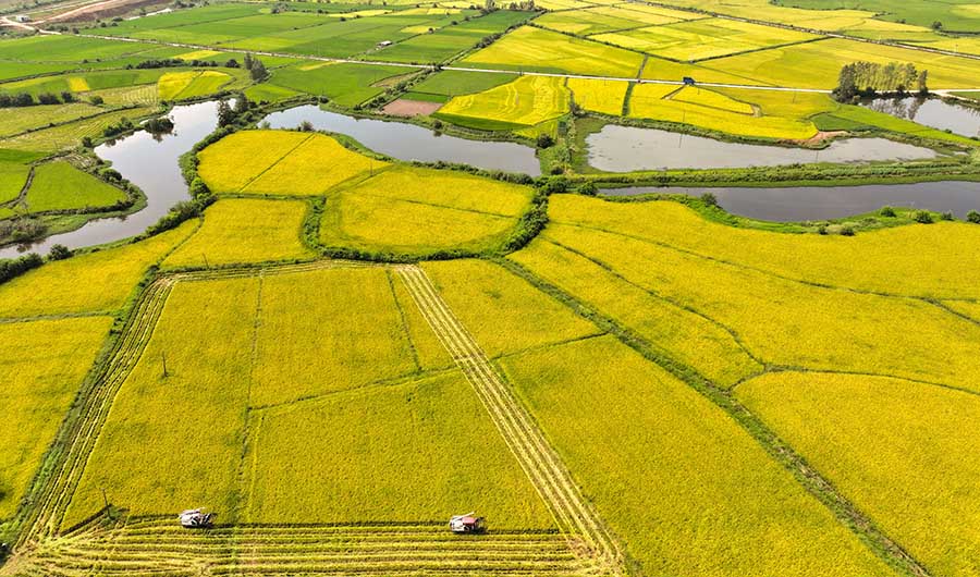 Фейси, Аньхой: Мы?да?ан гектарлы? ?айта ?нет?н к?р?ш орылды