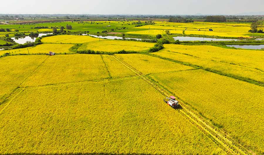 Фейси, Аньхой: Мы?да?ан гектарлы? ?айта ?нет?н к?р?ш орылды