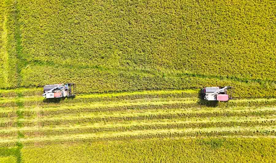 Фейси, Аньхой: Мы?да?ан гектарлы? ?айта ?нет?н к?р?ш орылды