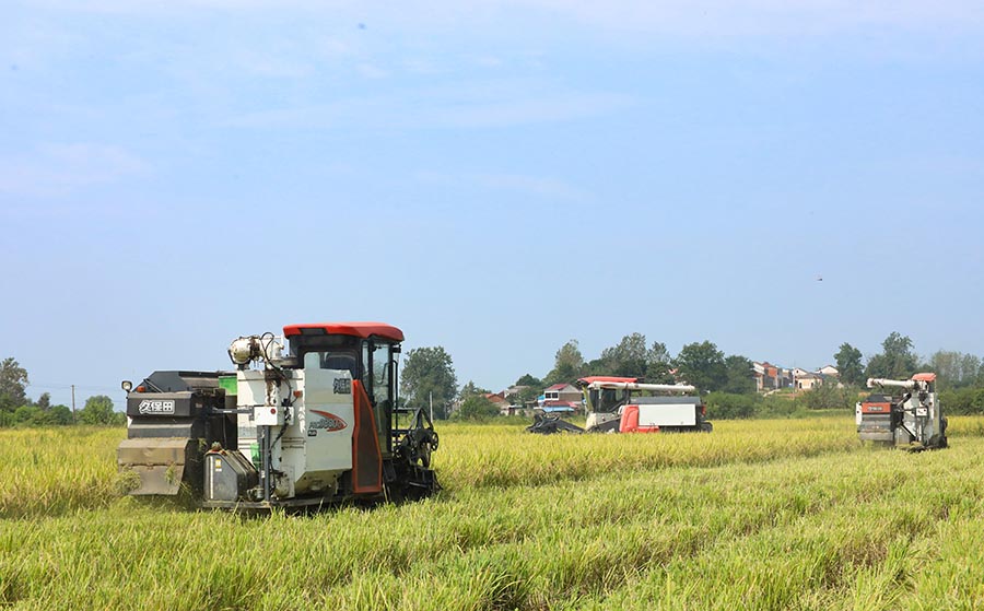 Фейси, Аньхой: Мы?да?ан гектарлы? ?айта ?нет?н к?р?ш орылды