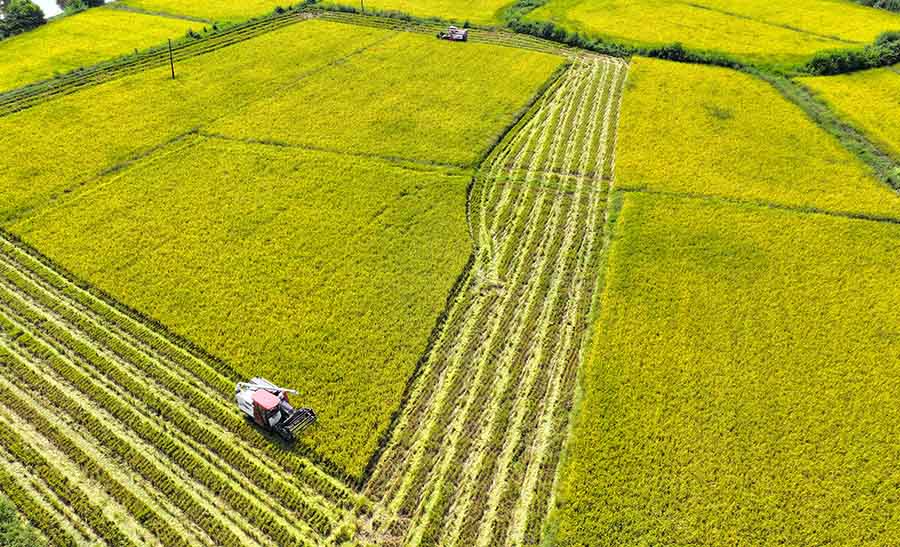 Фейси, Аньхой: Мы?да?ан гектарлы? ?айта ?нет?н к?р?ш орылды