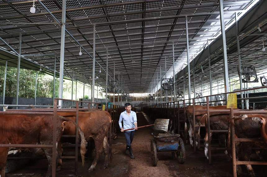 Цяньцзян, Чунцин: Таулы айма?та?ы ?Мал шаруашылы?ы мен к?н энергиясыны? ?йлес?м?? ауылды? жерлерд? жандандыру?а ы?пал етт?