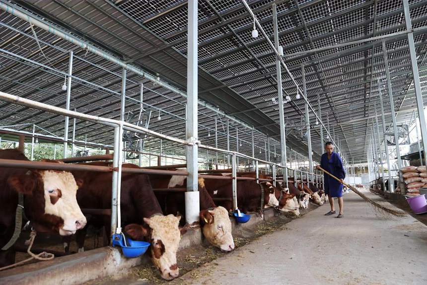 Цяньцзян, Чунцин: Таулы айма?та?ы ?Мал шаруашылы?ы мен к?н энергиясыны? ?йлес?м?? ауылды? жерлерд? жандандыру?а ы?пал етт?