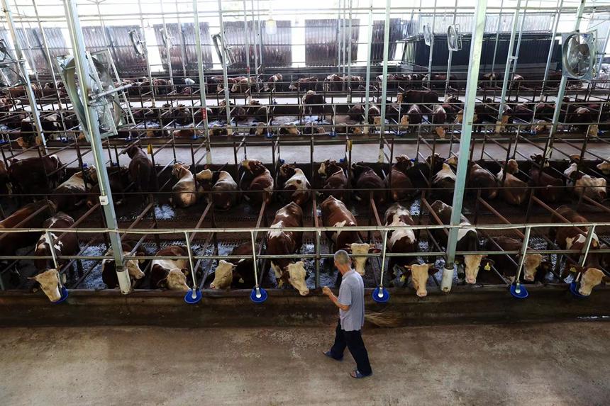 Цяньцзян, Чунцин: Таулы айма?та?ы ?Мал шаруашылы?ы мен к?н энергиясыны? ?йлес?м?? ауылды? жерлерд? жандандыру?а ы?пал етт?